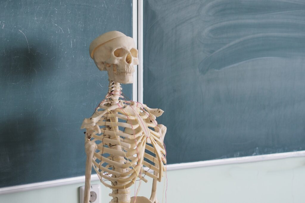 Educational model of a human skeleton on the background of a school blackboard. Human anatomy.