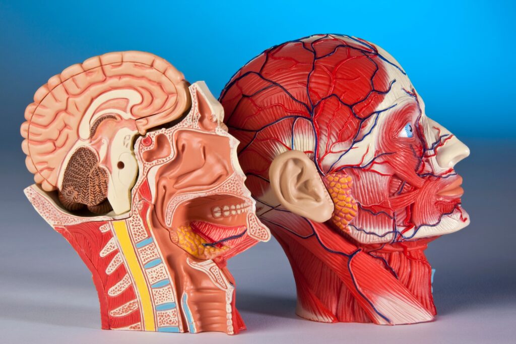Human Physiology - Model of the human head