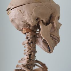 Educational model of the human body skeleton. Human anatomy. The structure of human body, cranium.